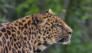 Preview wallpaper leopard, big cat, predator, animal, blur, wild