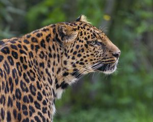 Preview wallpaper leopard, big cat, predator, animal, blur, wild