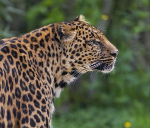 Preview wallpaper leopard, big cat, predator, animal, blur, wild