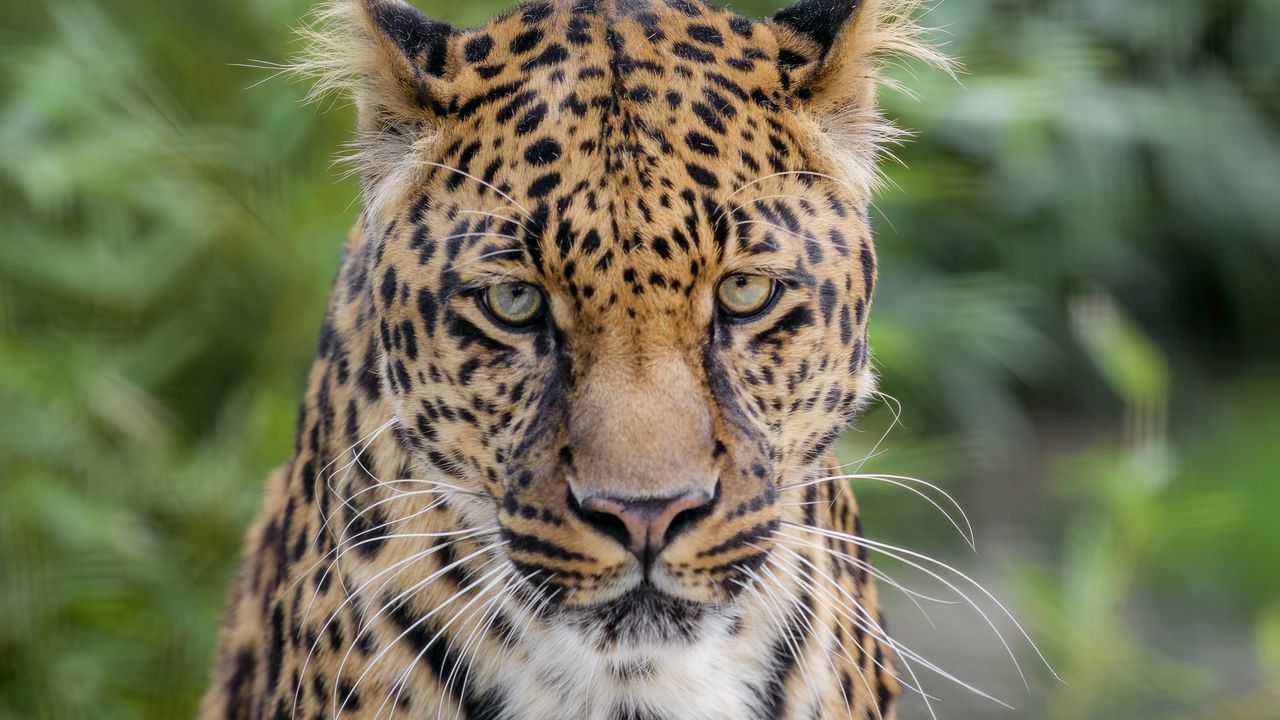 Wallpaper leopard, big cat, predator, wild, spotted