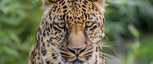 Preview wallpaper leopard, big cat, predator, wild, spotted
