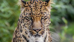 Preview wallpaper leopard, big cat, predator, wild, spotted