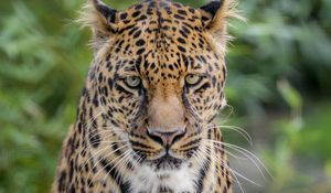 Preview wallpaper leopard, big cat, predator, wild, spotted