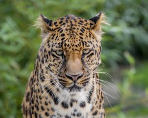 Preview wallpaper leopard, big cat, predator, wild, spotted