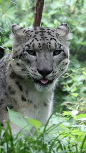 Preview wallpaper leopard, big cat, spots, grass