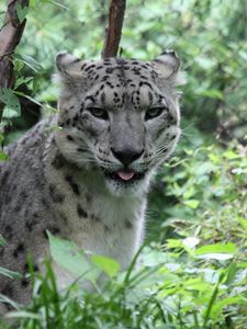 Preview wallpaper leopard, big cat, spots, grass