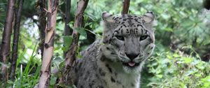 Preview wallpaper leopard, big cat, spots, grass