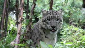 Preview wallpaper leopard, big cat, spots, grass