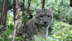 Preview wallpaper leopard, big cat, spots, grass