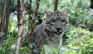 Preview wallpaper leopard, big cat, spots, grass