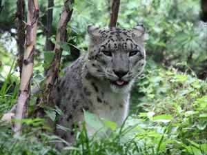 Preview wallpaper leopard, big cat, spots, grass