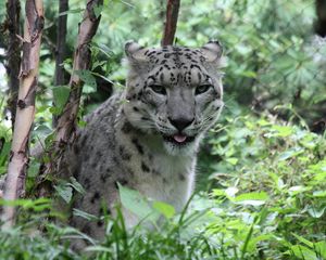 Preview wallpaper leopard, big cat, spots, grass
