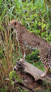 Preview wallpaper leopard, big cat, spots, predator