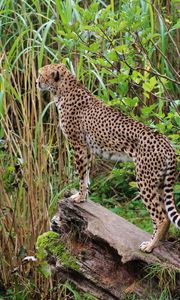 Preview wallpaper leopard, big cat, spots, predator