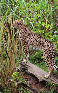 Preview wallpaper leopard, big cat, spots, predator