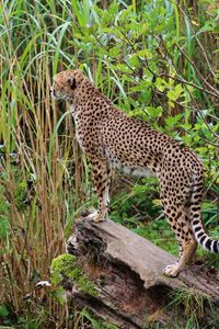 Preview wallpaper leopard, big cat, spots, predator