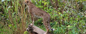 Preview wallpaper leopard, big cat, spots, predator