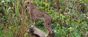 Preview wallpaper leopard, big cat, spots, predator