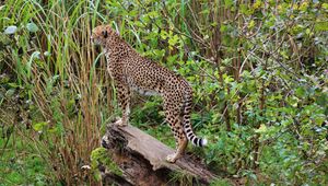 Preview wallpaper leopard, big cat, spots, predator