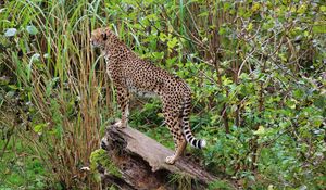 Preview wallpaper leopard, big cat, spots, predator