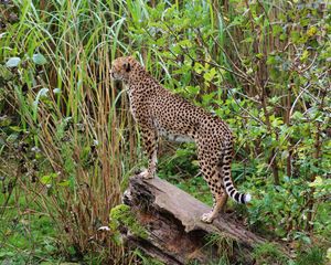 Preview wallpaper leopard, big cat, spots, predator