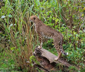 Preview wallpaper leopard, big cat, spots, predator