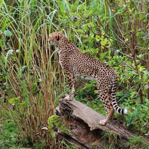 Preview wallpaper leopard, big cat, spots, predator