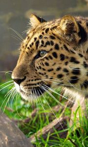 Preview wallpaper leopard, big cat, spotted, profile, hunting