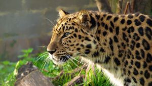 Preview wallpaper leopard, big cat, spotted, profile, hunting