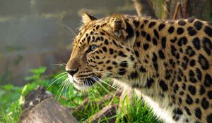 Preview wallpaper leopard, big cat, spotted, profile, hunting