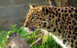 Preview wallpaper leopard, big cat, spotted, profile, hunting