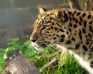 Preview wallpaper leopard, big cat, spotted, profile, hunting