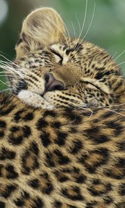 Preview wallpaper leopard, black, cub, caring