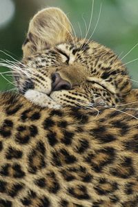 Preview wallpaper leopard, black, cub, caring