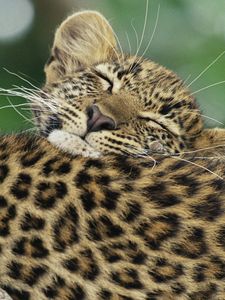 Preview wallpaper leopard, black, cub, caring