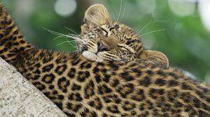 Preview wallpaper leopard, black, cub, caring