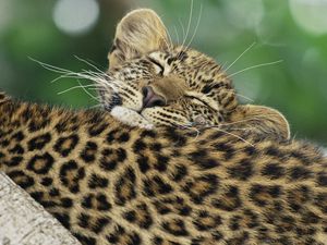 Preview wallpaper leopard, black, cub, caring