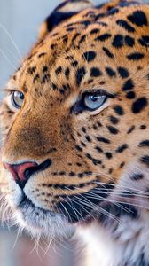 Preview wallpaper leopard, blue, eyes, predator