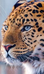 Preview wallpaper leopard, blue, eyes, predator