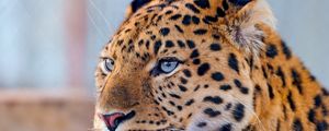 Preview wallpaper leopard, blue, eyes, predator