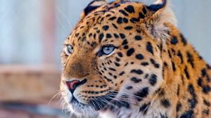 Preview wallpaper leopard, blue, eyes, predator