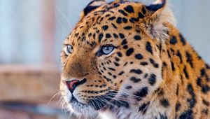 Preview wallpaper leopard, blue, eyes, predator