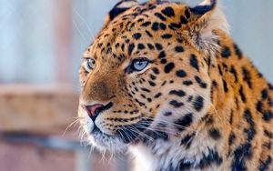 Preview wallpaper leopard, blue, eyes, predator