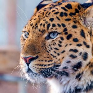 Preview wallpaper leopard, blue, eyes, predator