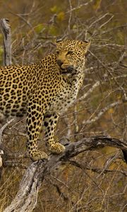 Preview wallpaper leopard, branch, tree, stand, predator