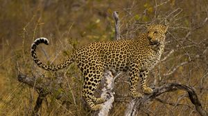 Preview wallpaper leopard, branch, tree, stand, predator