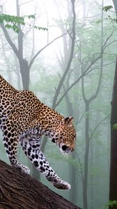 Preview wallpaper leopard, branch, trees, forest, fog