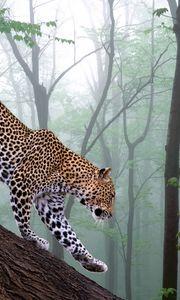 Preview wallpaper leopard, branch, trees, forest, fog