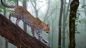 Preview wallpaper leopard, branch, trees, forest, fog