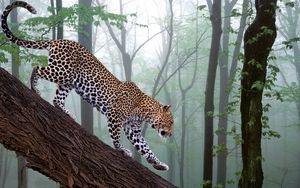 Preview wallpaper leopard, branch, trees, forest, fog